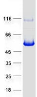 Human SLFNL1 Protein (Recombinant Myc-DDK (Flag))