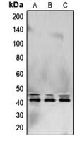 ERK1 + ERK2 Antibody (C-Terminus)