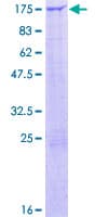 Human ZNF462 Protein (Recombinant GST)