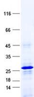 Human C4orf45 Protein (Recombinant His, N-Terminal)