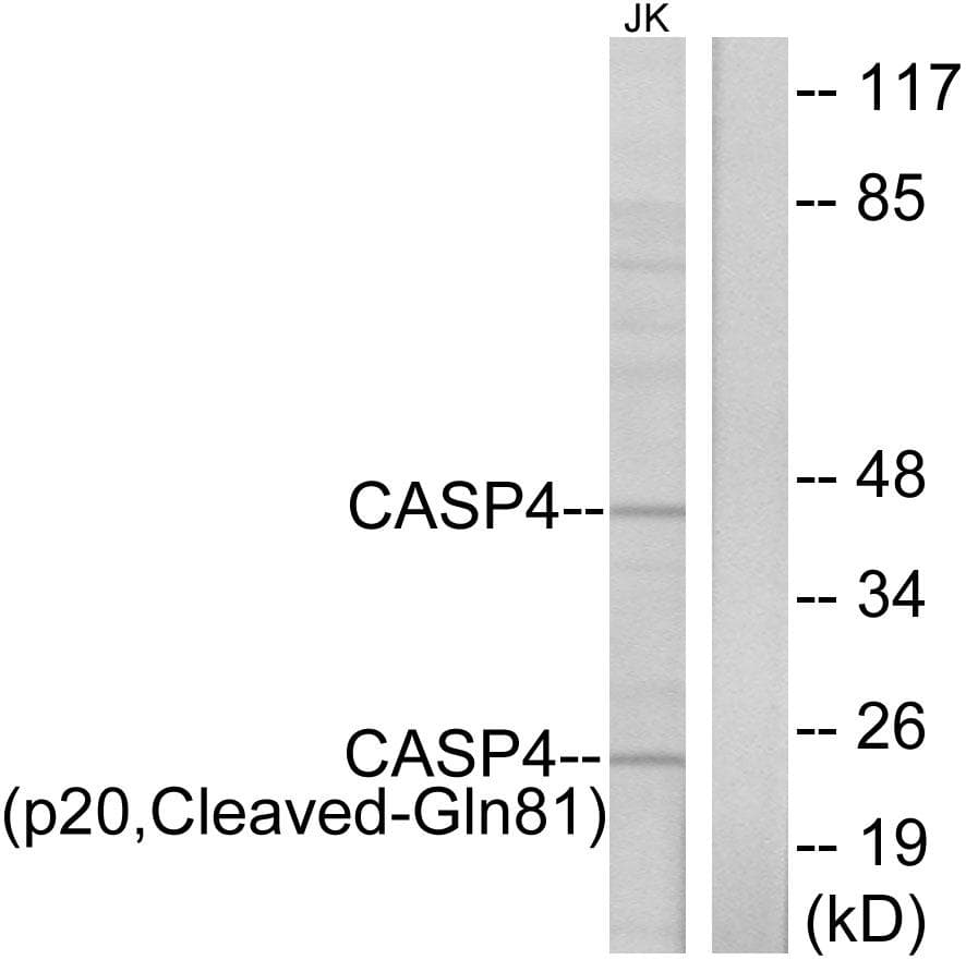 Polyclonal Rabbit anti-Human CASP4 / Caspase 4 Antibody (p20, Cleaved-Gln81, WB)