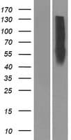Human OR10Z1 Protein (Over-Expression Lysate Myc-DDK (Flag))