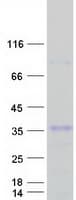Human SIGLEC12 Protein (Recombinant Myc-DDK (Flag))