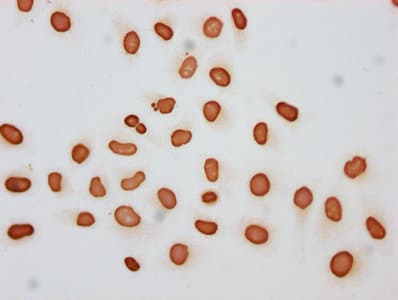HIST1H3A Antibody