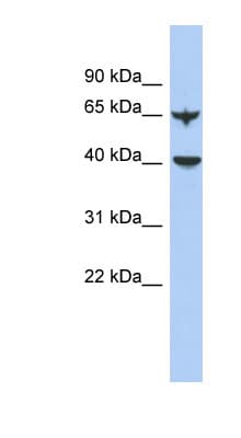 APOBEC4 Antibody (aa71-120)