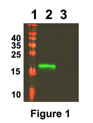Human WFDC2 / HE4 Protein (Over-Expression Lysate 6His, C-terminus)