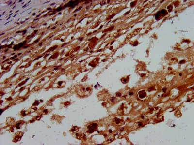 Polyclonal Rabbit anti-Human BTD / Biotinidase Antibody (IHC)