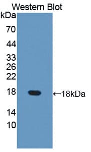DUSP5 Antibody (aa1-135, Biotin)