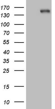 ITGAM / CD11b Antibody (clone OTI12C10)