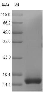 Mouse CD3E Protein (Recombinant 6His, N-terminus)