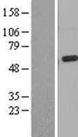 Mucolipin 3 / TRPML3 Protein (Over-Expression Lysate Myc-DDK (Flag))