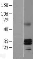 RNASEH1 Protein (Over-Expression Lysate Myc-DDK (Flag))
