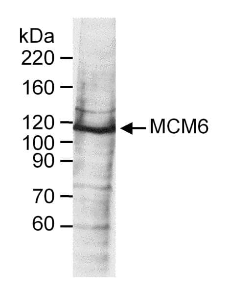 MCM6 Antibody (aa775-C-term)