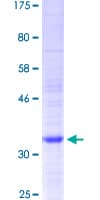 Human LECT2 Protein (Recombinant GST, N-terminus)