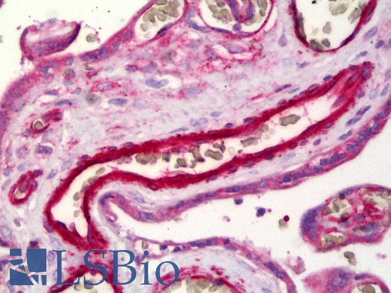 IHC-plus™ S1PR1 / EDG1 / S1P1 Antibody