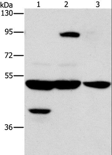 Polyclonal Rabbit anti-Human STK4 Antibody (IHC, WB)