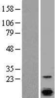 SLC9A1BP / CHP Protein (Over-Expression Lysate Myc-DDK (Flag))
