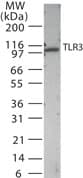 Polyclonal Rabbit anti-Mouse TLR3 Antibody (aa135-150, IHC, WB)