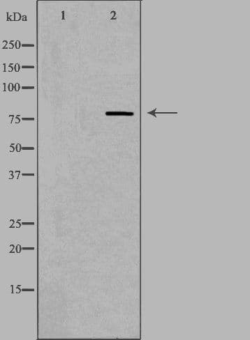 DGKA Antibody
