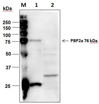 Penicillin Binding Protein 2a Antibody (clone 5B9-G2-F12, Preservative Free, Biotin)