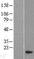 CLPSL1 Protein (Over-Expression Lysate Myc-DDK (Flag))