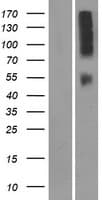 Human OR9Q2 Protein (Over-Expression Lysate Myc-DDK (Flag))