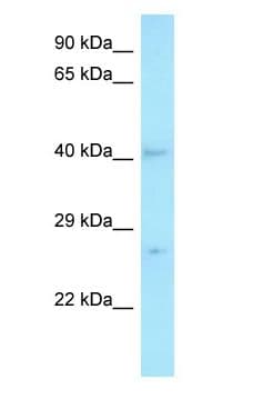 MED7 / CRSP9 Antibody (C-Terminus)