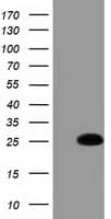 GSTA4 Antibody (clone OTI3F5)