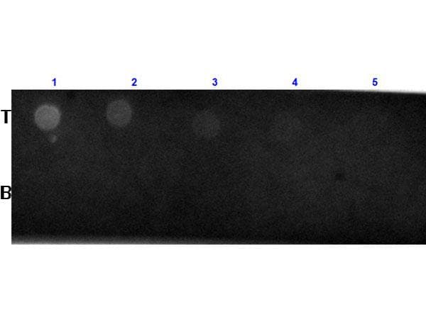 Biotin Antibody (TR)