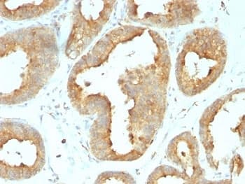 HSP90B1 / GP96 / GRP94 Antibody (clone 9G10.F8.2)