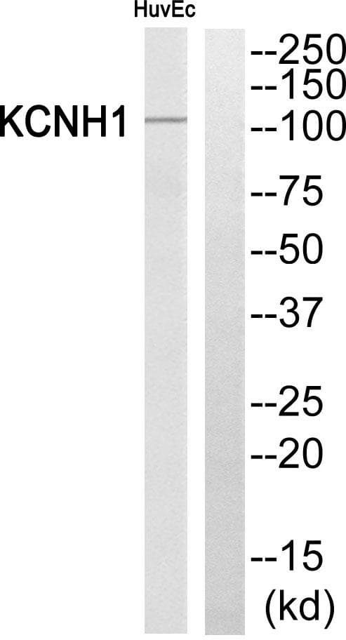 Polyclonal Rabbit anti-Human Kv10.1 / KCNH1 Antibody (WB)