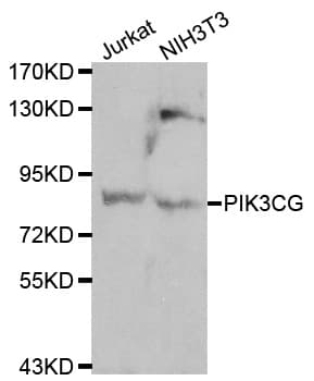 Polyclonal Rabbit anti-Human PIK3CG / PI3K Gamma Antibody (IHC, WB)