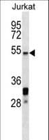 Polyclonal Rabbit anti-Human HSTF 5 / HSF5 Antibody (aa542-571, WB)