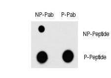 Polyclonal Rabbit anti-Human MEF2C Antibody (phospho-Thr300)