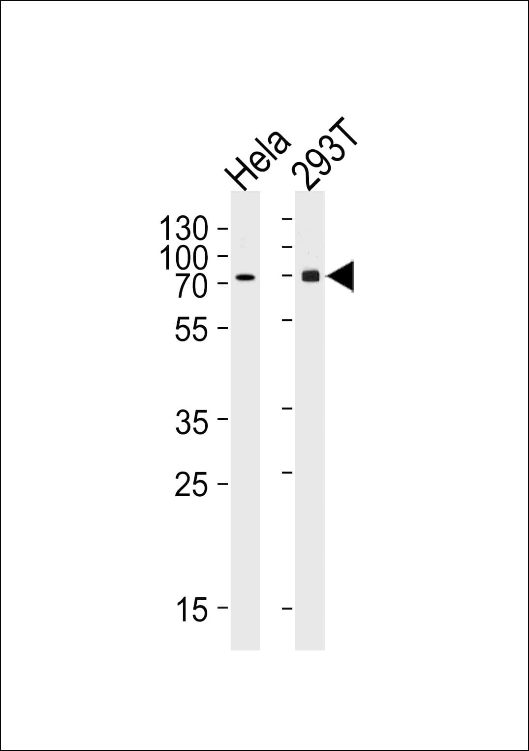 SNX1 Antibody (aa426-455)