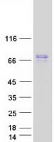 Human PTPN5 / STEP Protein (Recombinant Myc-DDK (Flag))