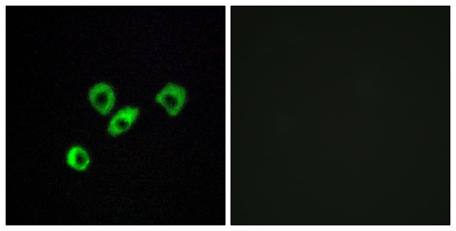OR10Z1 Antibody (aa201-250)