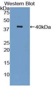 Polyclonal Rabbit anti-Rat Complement C3 Antibody (FITC, aa966-1313, WB)