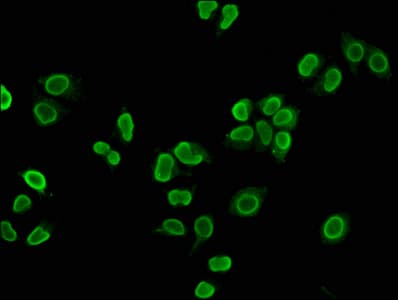 HIST1H4I Antibody