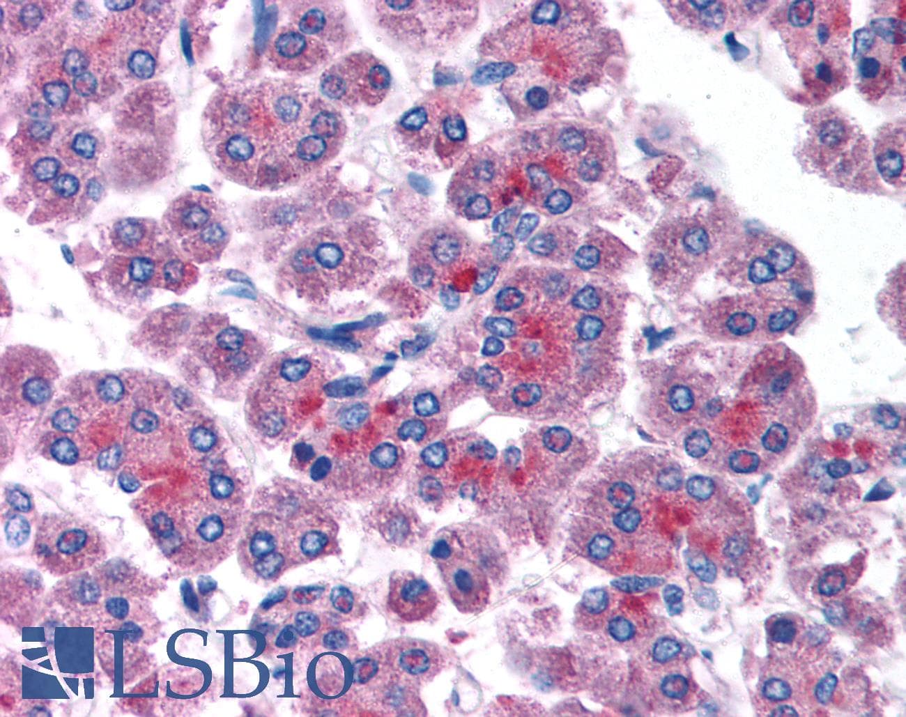RAB14 Antibody (C-Terminus)