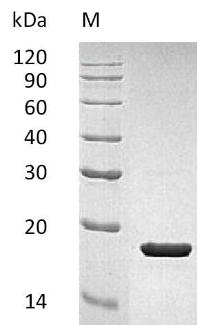 Human IL1RN Protein (Recombinant)