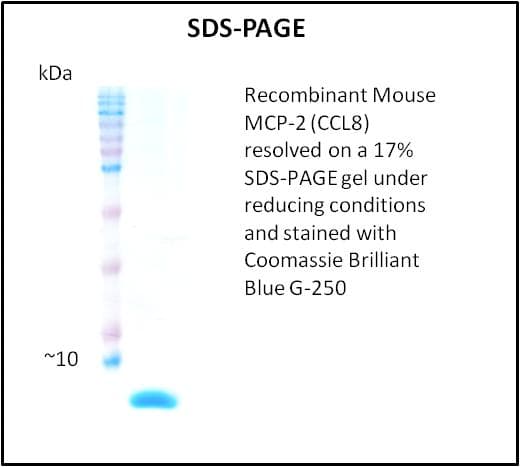 Mouse CCL8 / MCP2 Protein (Recombinant)