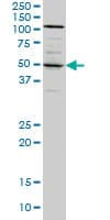 SYT4 Antibody (clone 5F8)