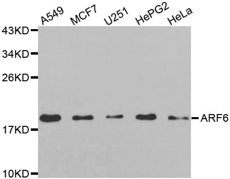ARF6 Antibody