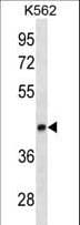 LEF1 Antibody (aa10-37)