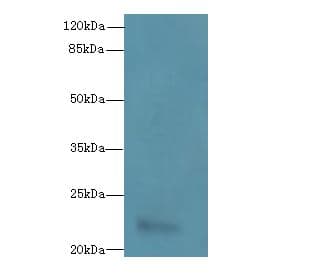 ARL14 Antibody
