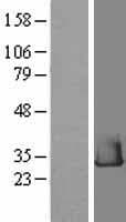 RHEBL1 Protein (Over-Expression Lysate Myc-DDK (Flag))