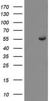 CHN1 Antibody (clone OTI3C6, Carrier-free)