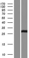 SSX2B Protein (Over-Expression Lysate Myc-DDK (Flag))