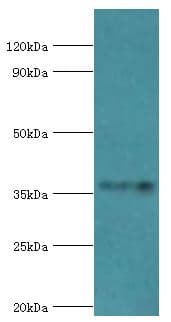 WDR5 Antibody (aa1-334)